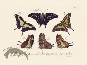 Jablonsky Butterfly 048